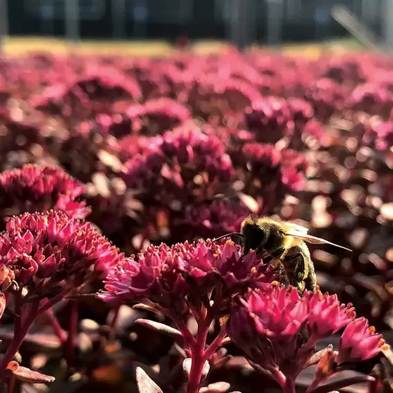 Picture Credit - TERRA NOVA® Nurseries, Inc.