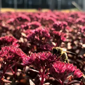 Picture Credit - TERRA NOVA® Nurseries, Inc.