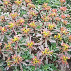 Picture - Florensis