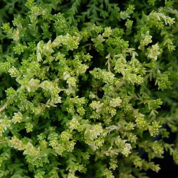 Sedum acre 'Golden Queen' 1L