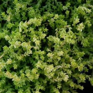 Sedum acre 'Golden Queen' 9cm