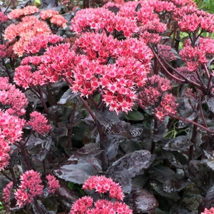 Picture Credit - Walter's Gardens Inc