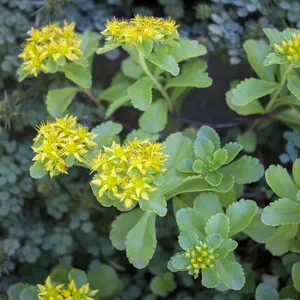 Sedum kamtschaticum var. ellacombianum 9cm