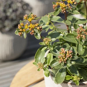 Sedum kamtschaticum var. variegatum