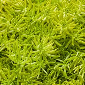 Sedum 'Lemon Ball' - image 4