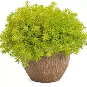 Sedum 'Lemon Ball' - image 3