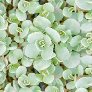 Sedum cauticola 'Lidakense' 1L - image 2