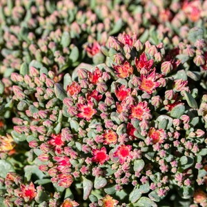 Picture Credit - Kernock Park Plants Ltd.