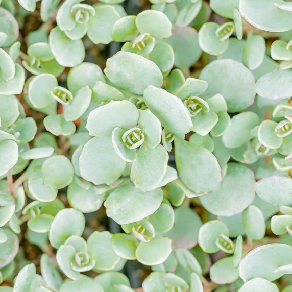 Sedum cauticola 'Lidakense' - image 2