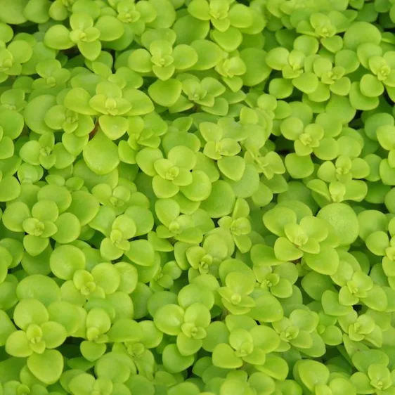 Sedum makinoi 'Lime'