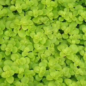 Sedum makinoi 'Lime'