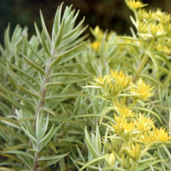 Sedum lineare 'Variegatum'