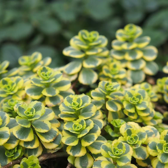 Image Credit: Kernock Park Plants Ltd.