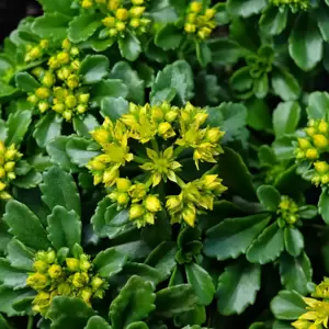 Sedum 'Little Miss Sunshine' 3L - image 1