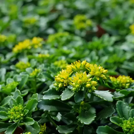 Sedum 'Little Miss Sunshine' 3L - image 2