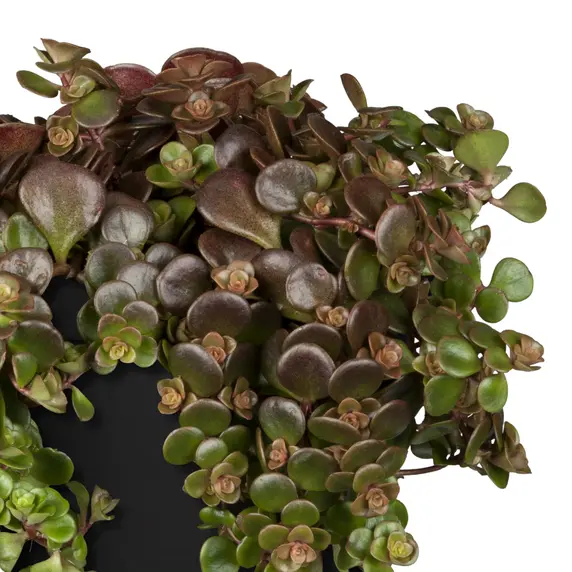 Sedum makinoi - image 1