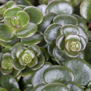 Sedum makinoi - image 2