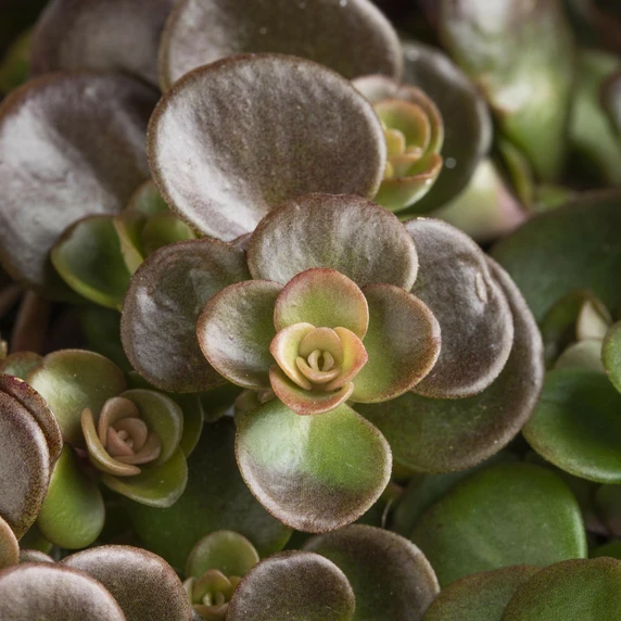 Sedum makinoi - image 3