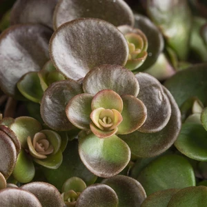 Sedum makinoi - image 3