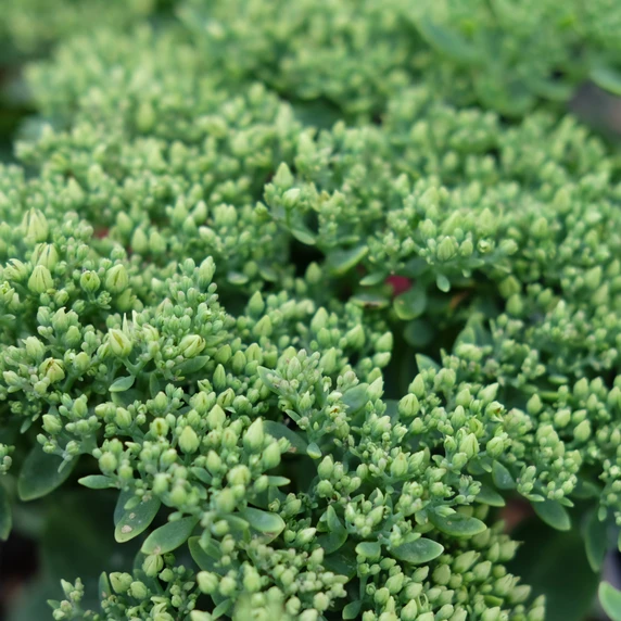 Sedum spectabile 'Pink Bomb'