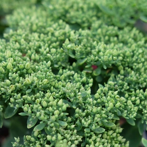 Sedum spectabile 'Pink Bomb'