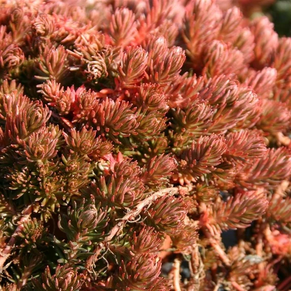 Sedum polytrichoides 'Chocolate Ball'