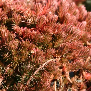Sedum polytrichoides 'Chocolate Ball'