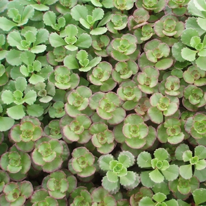 Sedum spurium 'Purpureum' 9cm