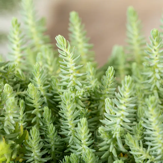 Sedum reflexum 1L