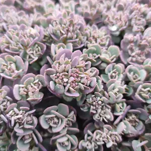 Picture Credit - Kernock Park Plants Ltd.