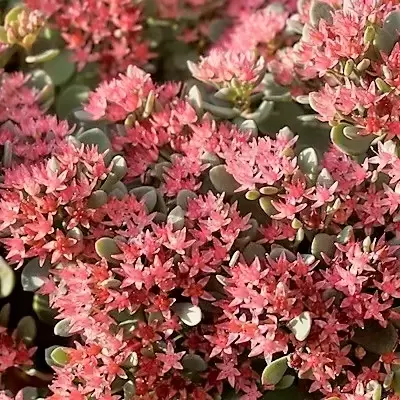 Sedum 'Rose Carpet' 3L