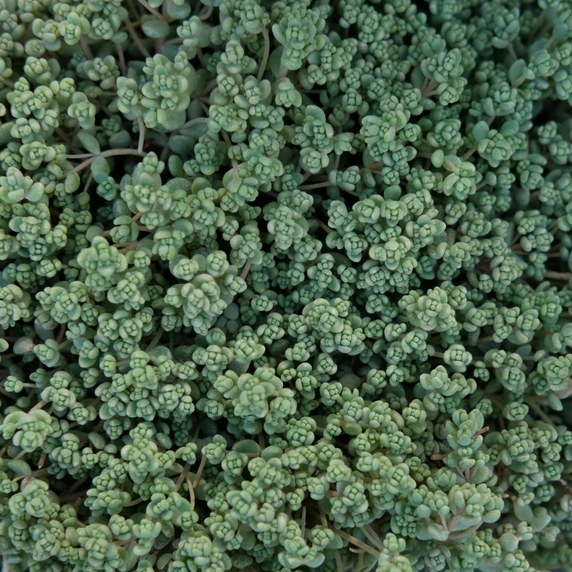 Sedum dasyphyllum 'Rose White' 1L