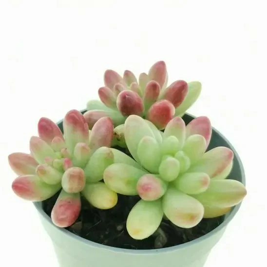 Sedum rubrotinctum aurora f. variegata