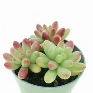 Sedum rubrotinctum aurora f. variegata