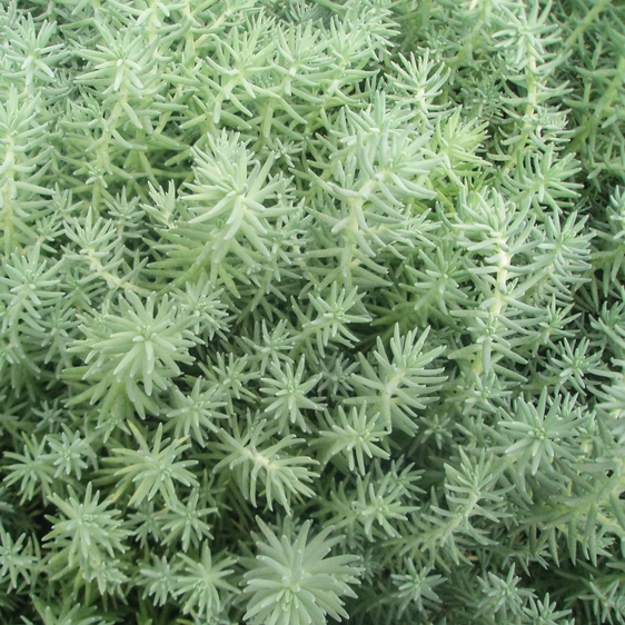 Sedum rupestre 'Silver'