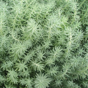Sedum rupestre 'Silver'