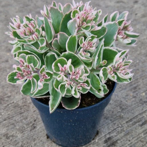 Sedum telephium 'Seduction La Vie en Rose' 2L - image 1
