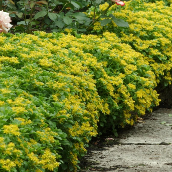 Picture - Ball Horticultural