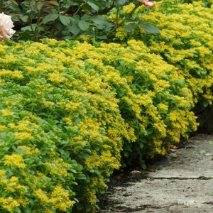 Picture - Ball Horticultural