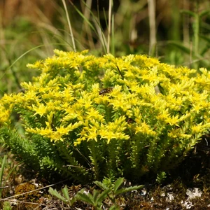 Sedum sexangulare 1L