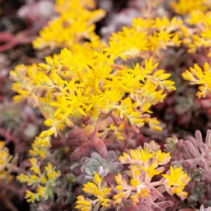 Sedum spathulifolium 'Purpureum' 9cm - image 1