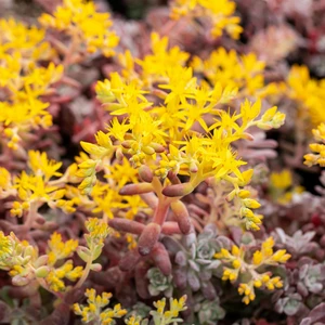Sedum spathulifolium 'Purpureum' 9cm - image 2