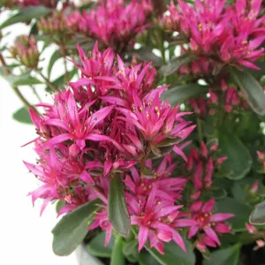 Sedum spurium 'Spot On Deep Rose' 1.5L