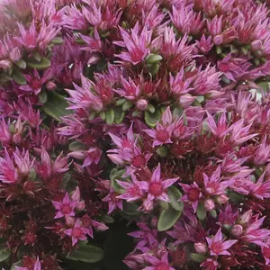 Picture - Syngenta Flowers