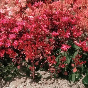 Sedum spurium 'Coccineum' 9cm