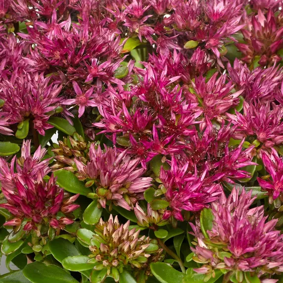 Picture - Syngenta Flowers