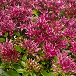 Picture - Syngenta Flowers