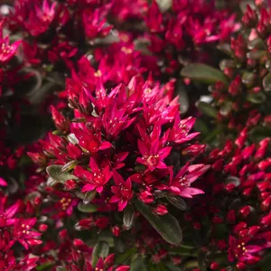 Picture - Syngenta Flowers