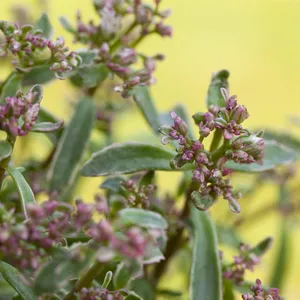 Sedum spurium 'Tricolor' - image 2