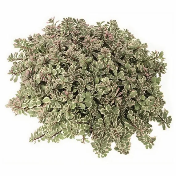 Sedum spurium 'Tricolor' - image 1